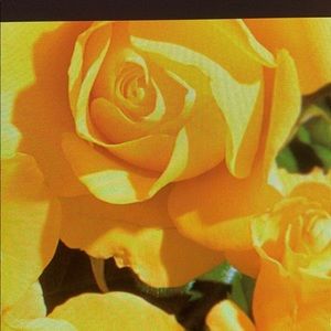 Meet your Posher, Hala